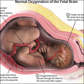 Medical Illustration